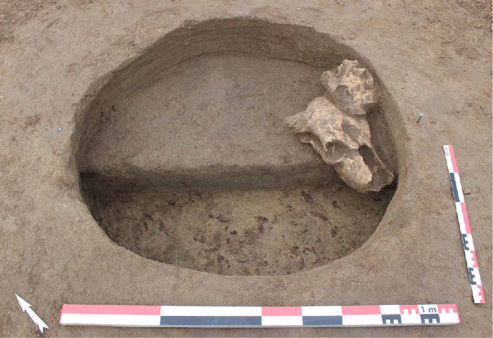 Figure 3 - Dépôt faunique contre la paroi du silo 136, avant son remblai final